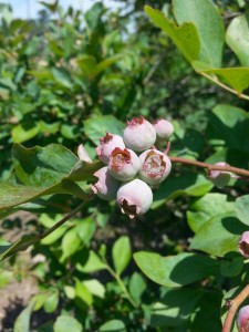 Berries changing from green to pink to blue